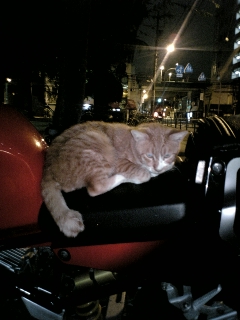 バイク猫